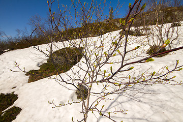 Image showing spring time to life nature  warmly  sun