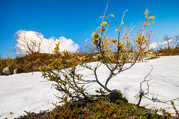 Image showing spring time to life nature  warmly  sun