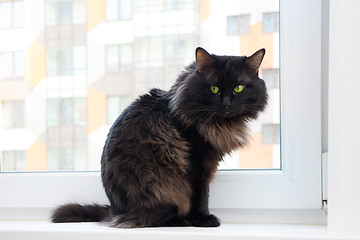 Image showing cat on the window in a new apartment house