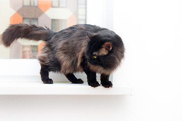 Image showing cat on the window in a new apartment house