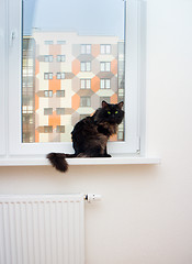 Image showing cat on the window in a new apartment house