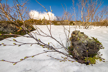 Image showing spring time to life nature  warmly  sun