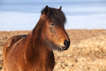 Image showing Brown icelandic pony on a meadow