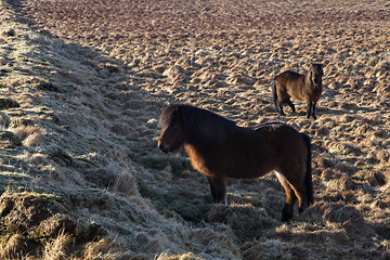 Image showing Two icelandic horses on a meadow