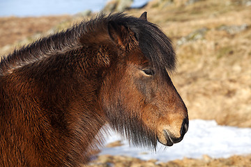 Image showing Brown icelandic pony on a meadow