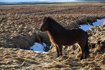 Image showing Brown icelandic pony on a meadow