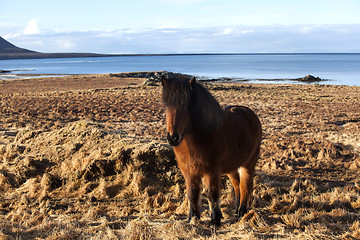 Image showing Brown icelandic pony on a meadow