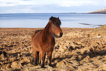 Image showing Brown icelandic pony on a meadow