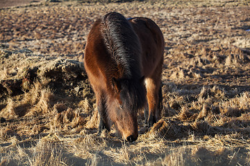 Image showing Brown icelandic pony on a meadow