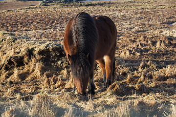 Image showing Brown icelandic pony on a meadow