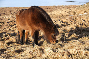 Image showing Brown icelandic pony on a meadow