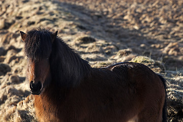 Image showing Brown icelandic pony on a meadow