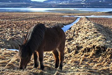 Image showing Brown icelandic pony on a meadow