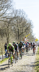 Image showing The Peloton in The Forest of Arenberg- Paris Roubaix 2015