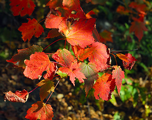 Image showing Autumn foliage