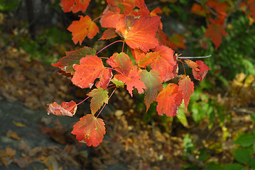 Image showing Autumn foliage