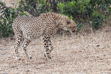 Image showing cheetah