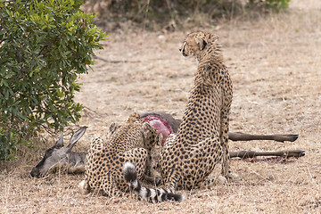 Image showing cheetah