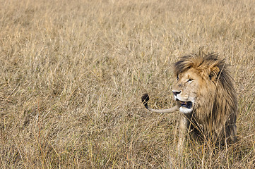 Image showing East African Lion (Panthera leo nubica)