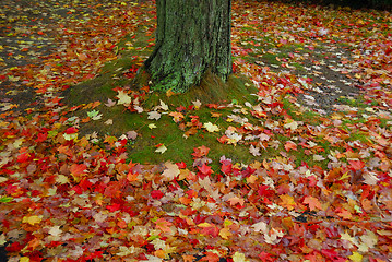 Image showing Fall Foliage