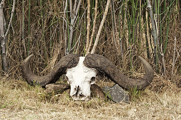 Image showing Skull of African buffalo 