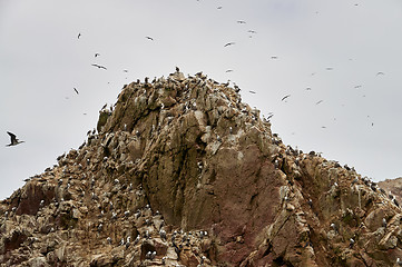 Image showing Wild birds and seagull on ballestas island, Peru