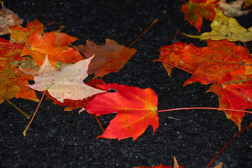 Image showing Fall Foliage