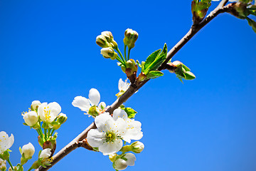 Image showing Branch of blossoming cherry against the blue sky.