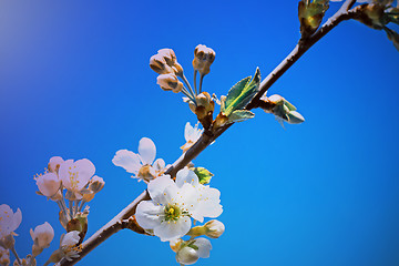 Image showing Branch of blossoming cherry against the blue sky.