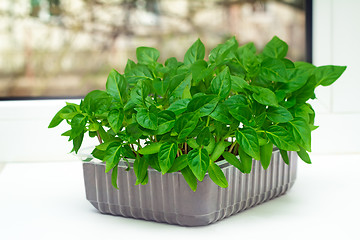 Image showing Seedlings of sweet pepper in the container of land.