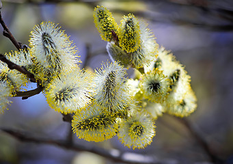 Image showing Blossoming branches of a willow.