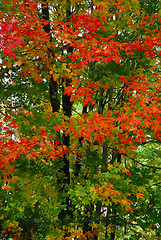 Image showing Fall Foliage