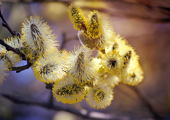 Image showing Blossoming branches of a willow.