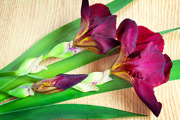 Image showing Still life: flowering irises on the table surface.