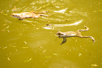 Image showing Toads in a pond