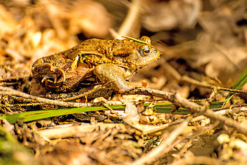 Image showing Common toad