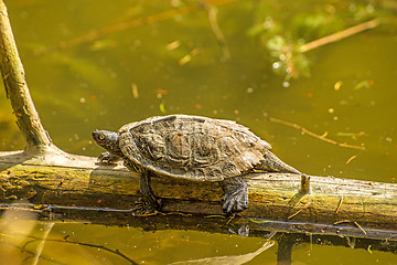 Image showing Coastal Cooter during a sun bath at a German lake 