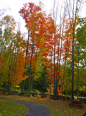 Image showing Fall Foliage