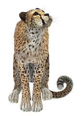 Image showing Cheetah