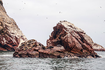 Image showing sea lion on rocky formation Islas Ballestas, paracas