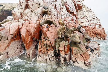 Image showing sea lion on rocky formation Islas Ballestas, paracas