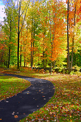 Image showing Fall Foliage