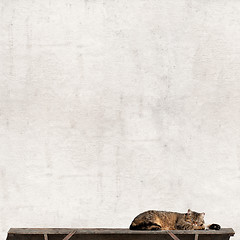 Image showing Tabby cat laying on the bench