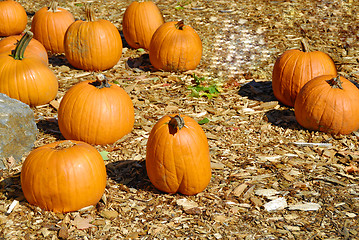 Image showing Pumpkins