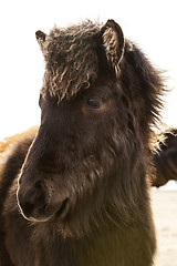 Image showing Portrait of a young Icelandic foal with curly mane