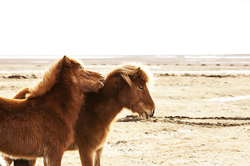Image showing Portrait of two brown Icelandic ponies