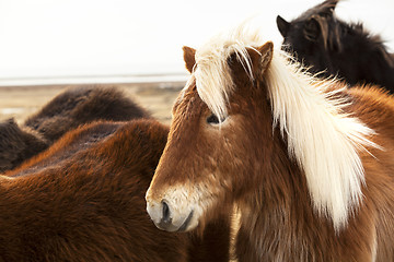 Image showing Portrait of an Icelandic pony with blonde mane