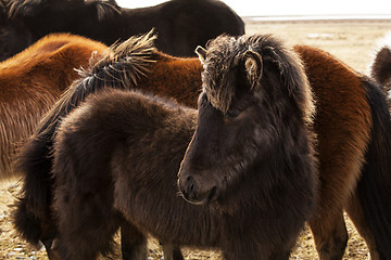 Image showing Portrait of a young Icelandic foal with curly mane