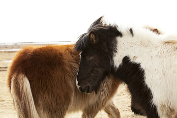Image showing Herd of Icelandic ponies 