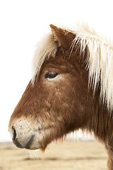 Image showing Portrait of an Icelandic pony with blonde mane